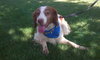 Amber-ADOPTED-7.18.12