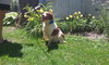 Amber-ADOPTED-7.18.12