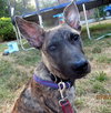 Remy - ADOPTED 08.11.12