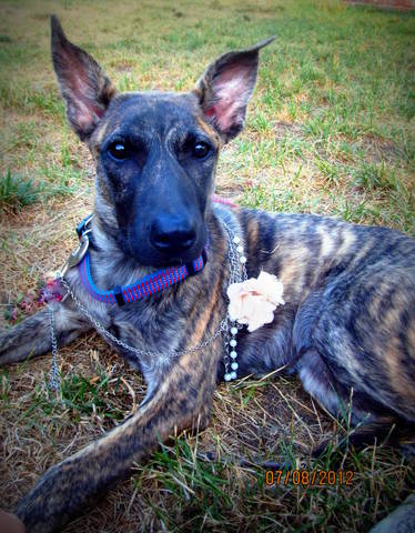Remy - ADOPTED 08.11.12