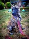 Remy - ADOPTED 08.11.12