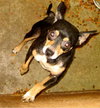 Sid - ADOPTED 04.23.14