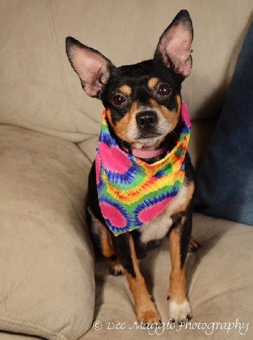 Sid - ADOPTED 04.23.14