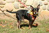 Sid - ADOPTED 04.23.14