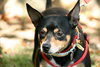 Sid - ADOPTED 04.23.14