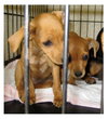 Lf Litter-Itsy - ADOPTED 07.27.12