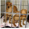 Lf Litter-Itsy - ADOPTED 07.27.12