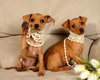 Lf Litter-Itsy - ADOPTED 07.27.12
