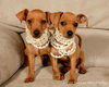 Lf Litter-Itsy - ADOPTED 07.27.12