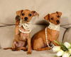 Lf Litter-Bitsy - ADOPTED 07.29.12