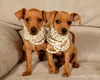 Lf Litter-Bitsy - ADOPTED 07.29.12