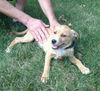 Fella - ADOPTED 08.05.12