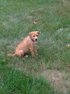 Fella - ADOPTED 08.05.12