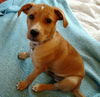 Fella - ADOPTED 08.05.12