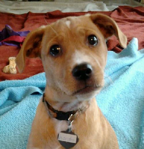 Fella - ADOPTED 08.05.12