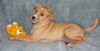 Fella - ADOPTED 08.05.12