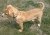 Fella - ADOPTED 08.05.12