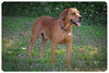 Houston-ADOPTED 09.22.12