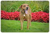 Houston-ADOPTED 09.22.12