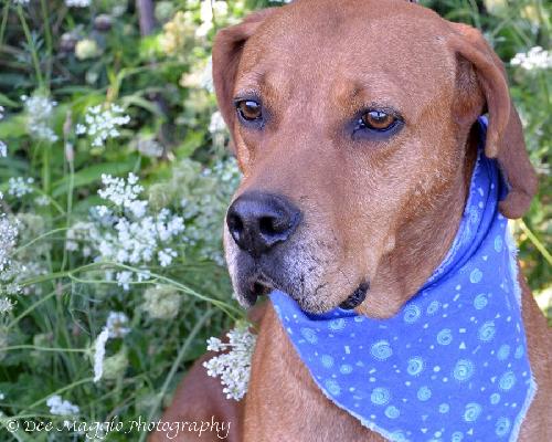 Houston-ADOPTED 09.22.12