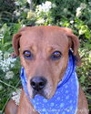 Houston-ADOPTED 09.22.12