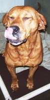 Houston-ADOPTED 09.22.12