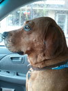 Houston-ADOPTED 09.22.12
