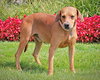 Houston-ADOPTED 09.22.12