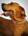 Houston-ADOPTED 09.22.12
