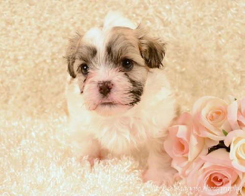 Nf Litter-Belle - ADOPTED 08.10.12