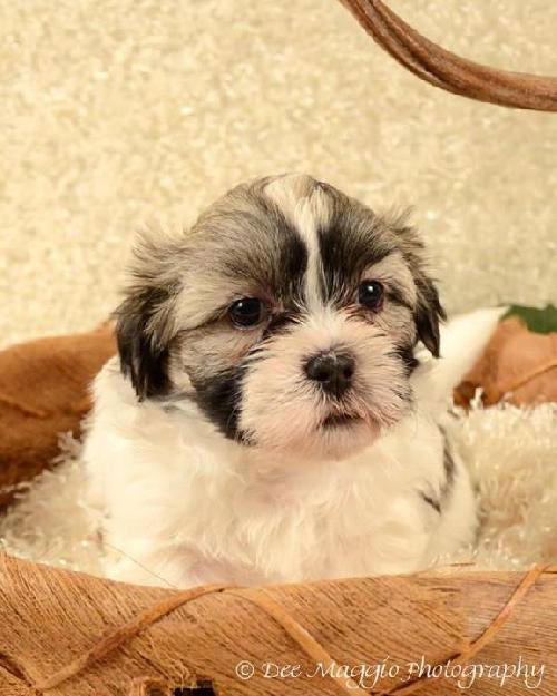 Nf Litter-Max - ADOPTED 08.10.12