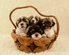 Nf Litter-Max - ADOPTED 08.10.12