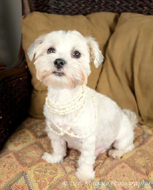 Tink-ADOPTED 08.18.12