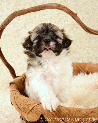 Nf Litter-Linus - ADOPTED 08.10.12