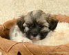Nf Litter-Linus - ADOPTED 08.10.12