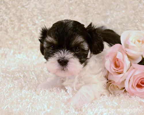 Nf Litter-Ruby - ADOPTED 08.10.12