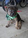 Pf Litter-Paisley - ADOPTED 08.04.12