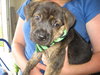 Pf Litter-Paisley - ADOPTED 08.04.12