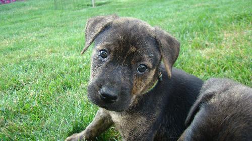 Pf Litter-Paisley - ADOPTED 08.04.12