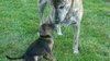 Pf Litter-Paisley - ADOPTED 08.04.12