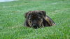 Pf Litter-Paisley - ADOPTED 08.04.12