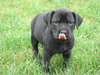 Pf Litter-Periwinkle-PENDING
