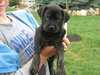 Pf Litter-Periwinkle-PENDING