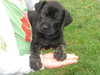 Pf Litter-Periwinkle-PENDING
