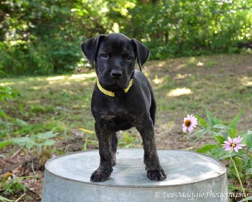 Pf Litter-Periwinkle-PENDING
