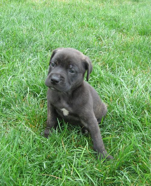 Pf Litter Pokey - ADOPTED 08.03.12