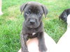 Pf Litter Pokey - ADOPTED 08.03.12