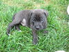 Pf Litter Pokey - ADOPTED 08.03.12