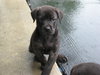 Pf Litter-Pebbles - ADOPTED 08.09.12