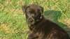 Pf Litter-Pebbles - ADOPTED 08.09.12
